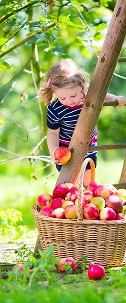 Wir stellen Fruchtsäfte und Fruchtweine sowie Fruchtaufstriche her